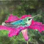 Hummingbird Resting on Petunia