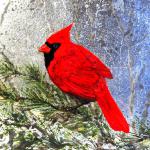 Male Cardinal winter  12" x 12"