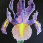 Lilac Iris