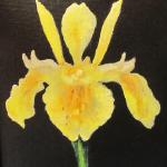 Yellow Japanese Iris  9" x 12"