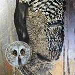 Guardian Angel of the Forest
detail
Great Grey Owl 