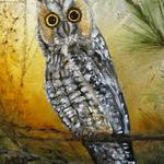 Long Eared Owl
16" round